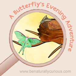 A Butterfly's Evening Adventure