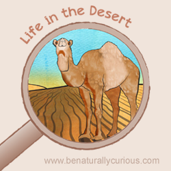 Life in the Desert Printables