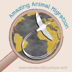 Amazing Animal Migrations