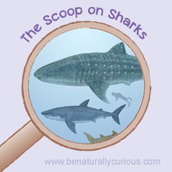 The Scoop on Sharks Printables